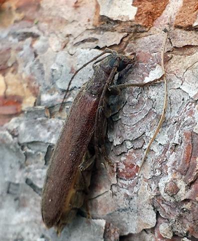 Réf. 206 638 : Calopus serraticornis